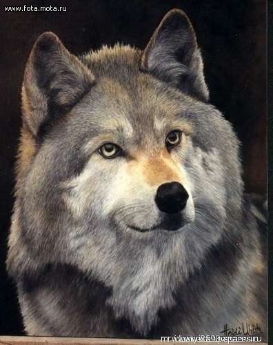 Lek-tebe krasivyj volk--spaces