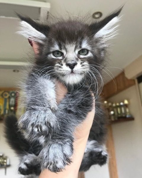 DD5A943C-FEA6-42B7-8E4F-08B80AC59A1D