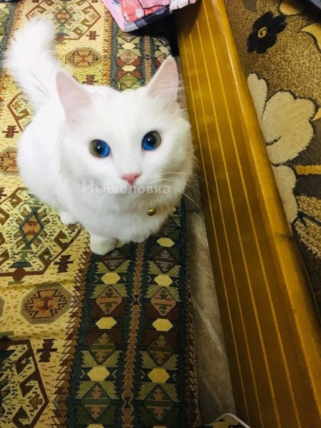 -5434135224859615062 121