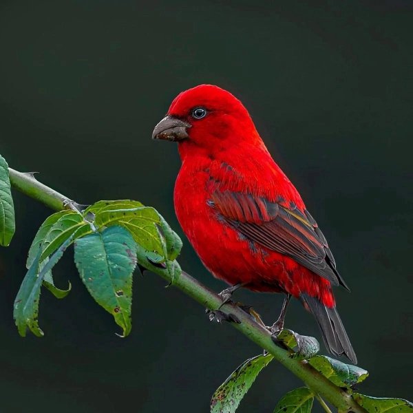 Алый Вьюрок