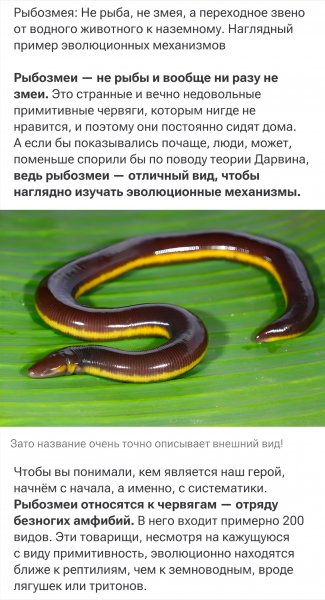 Не Рыба, не Змея