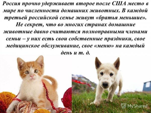 Братья меньшие