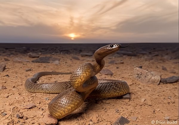 Австралийский Тайпан