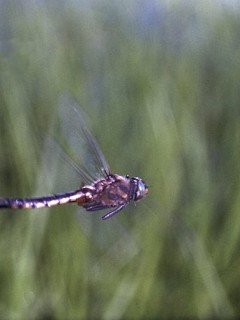 Insects 064