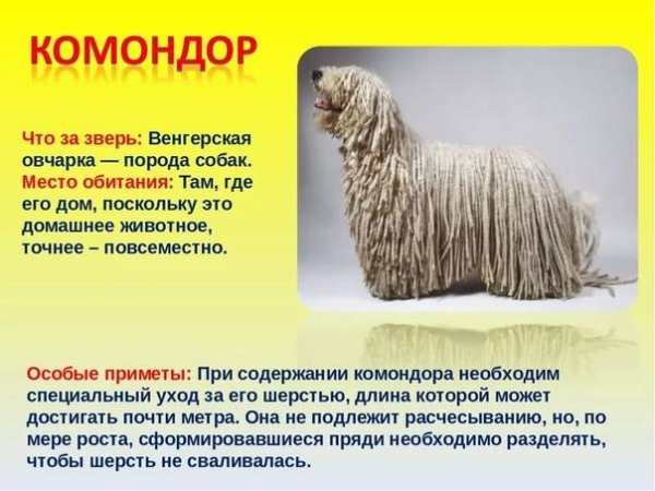 Комондор