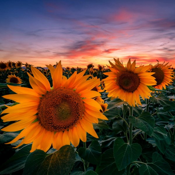 Подсолнухи