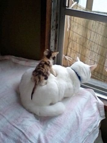 Лапушки