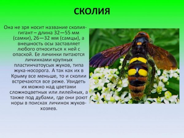 Сколия - гигант