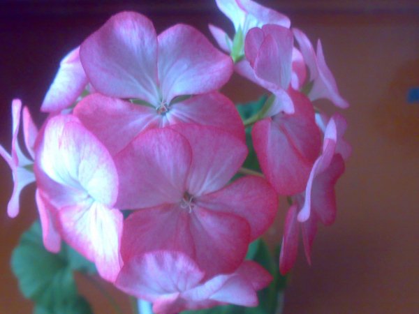 Шарик из цветов