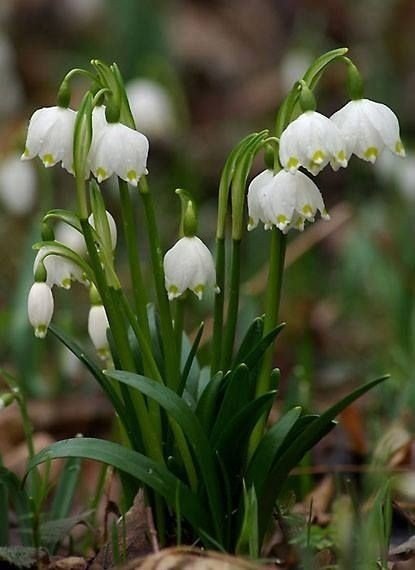 Белоцветник