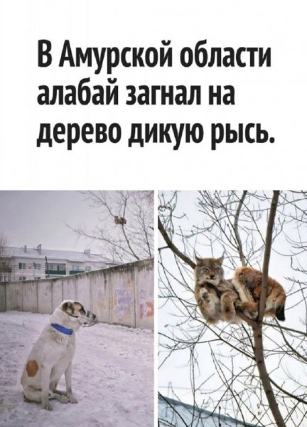 -jumor-v-kartinkah-i-memah-dlja-podnjatija-nastroenija-3
