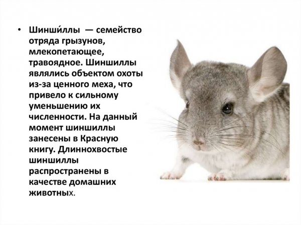 Шиншиллы