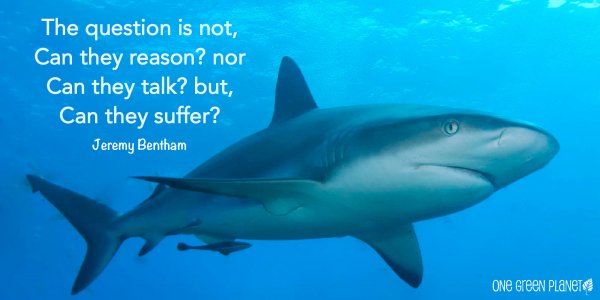 "Racing Extinction"