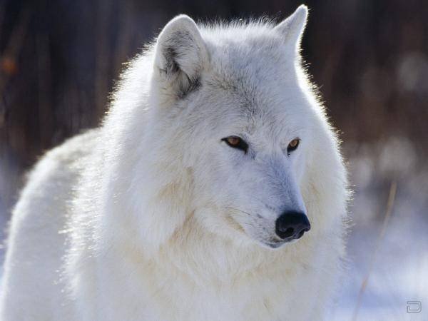 white wolf17 1600s