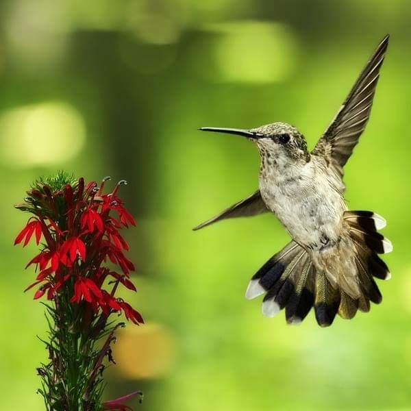 FB IMG 1587486195708