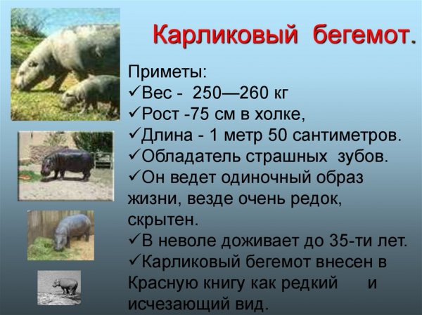 Карликовый бегемот