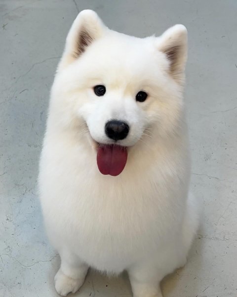 MEDIA # OF DOG