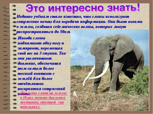 О слонах