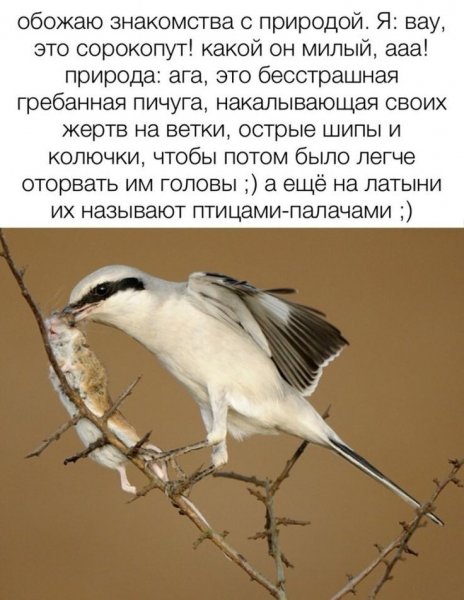 Сорокопут
