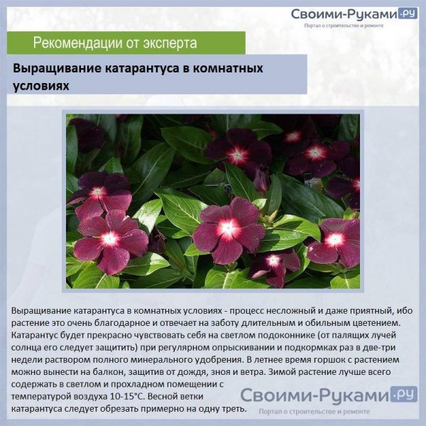 Катарантус