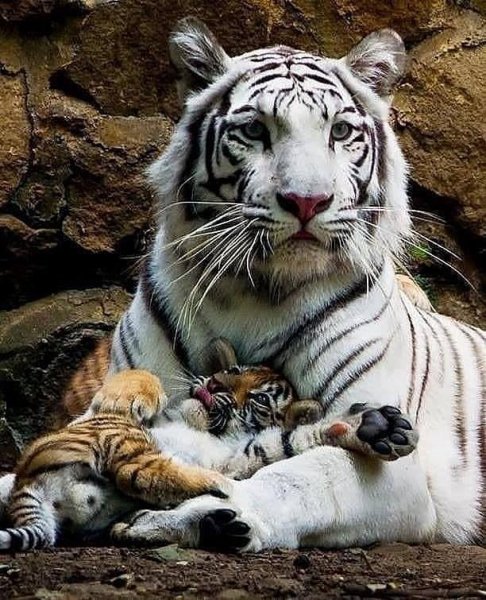 12-25-14-196088993 4117036415055212 8069661814311281941 n
