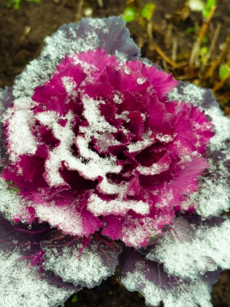 Роза в снегу