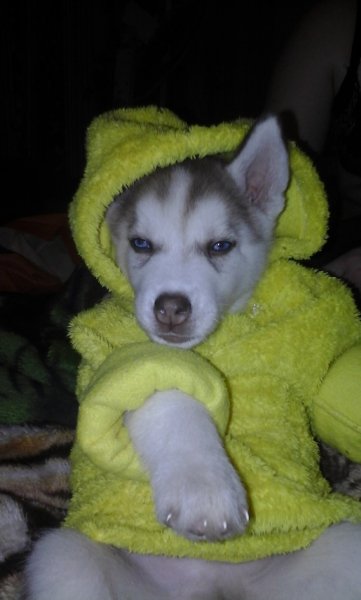 picture_91500499