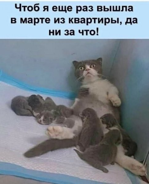 КотЭ)