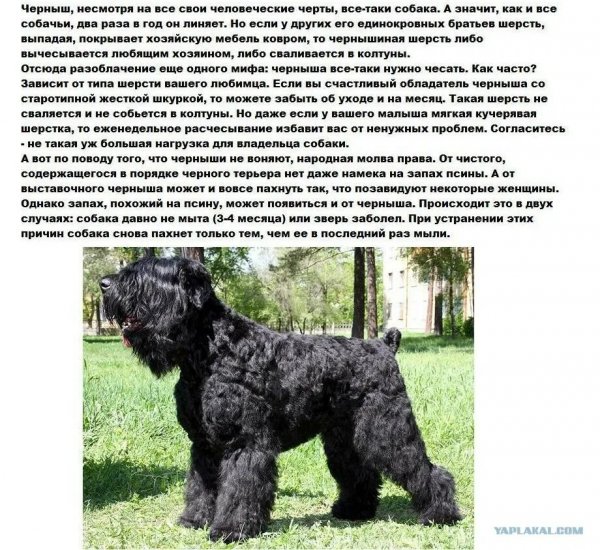 Русский чёрный терьер