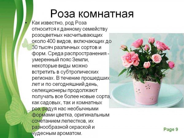 Роза комнатная