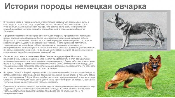 Немецкая овчарка