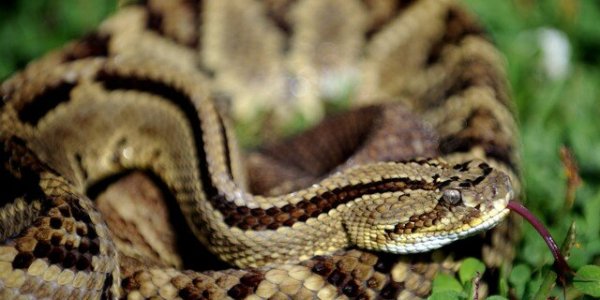 Rattlesnakes