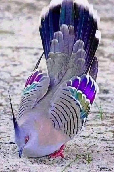 Хохлатый бронзовый голубь