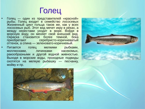 Голец