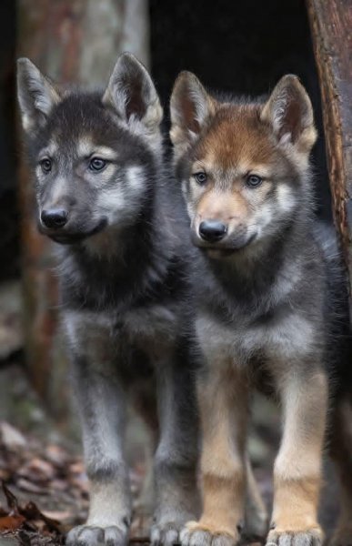 Арт Природа