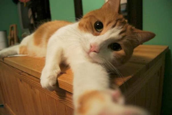 Рыжий хитрюга