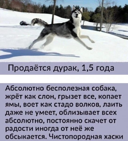 Хаски)