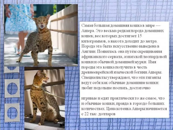 Ашера