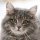 nasimke.ru Diane - Miau nasimke.ru