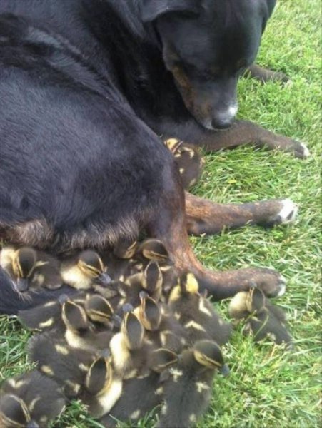 I don't think that's mommy, but she seems to love a