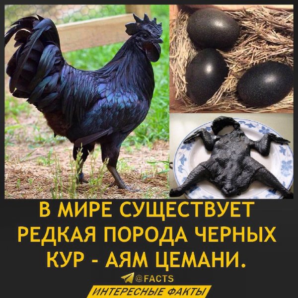 Аям цемани