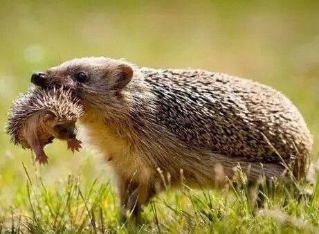 -Я тебе покажу туман...Я тебе покажу ...лошадку...