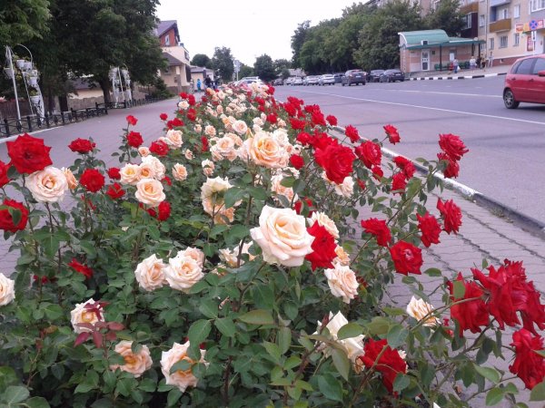 IMG 20160801 145156 0