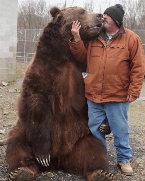 Bear.lover.ig~p~C70KL0BS1iy~1