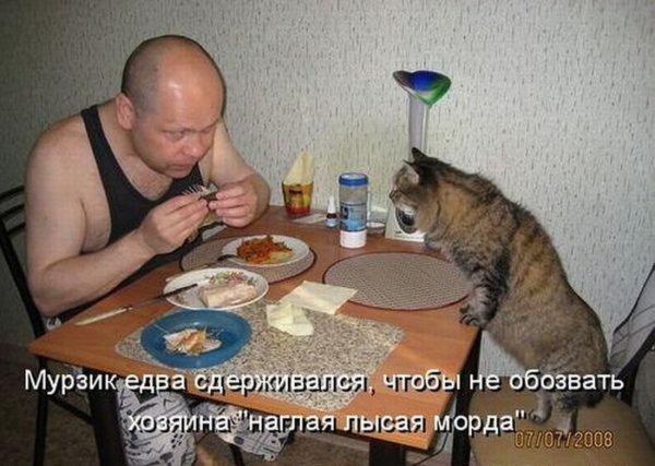 Лысая морда