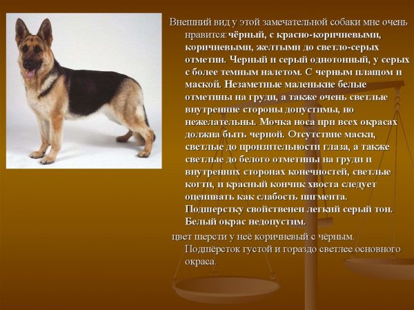 Немецкая овчарка