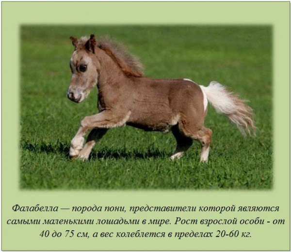 Фалабелла