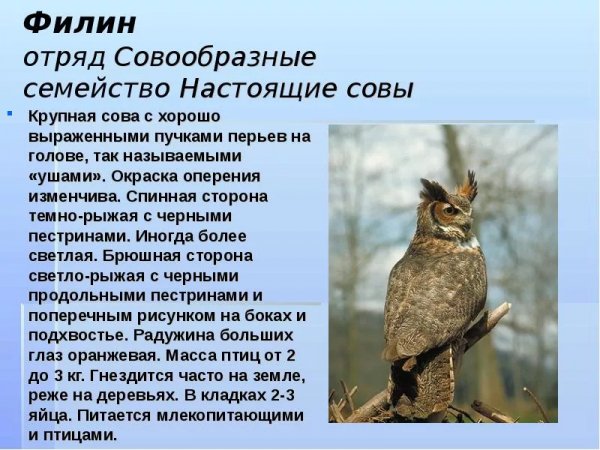 Филин