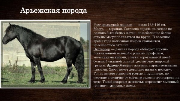 Арьежская порода