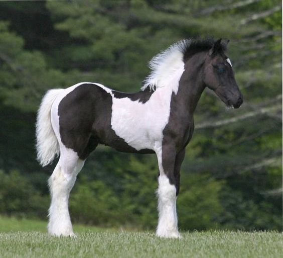 Малыш horses baby!